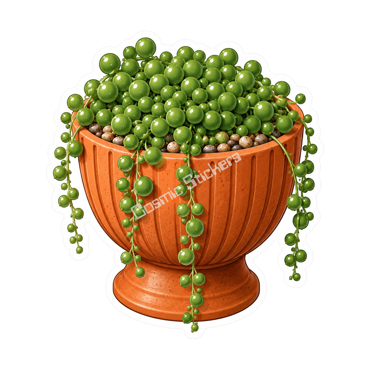 Cactus & Succulents #37