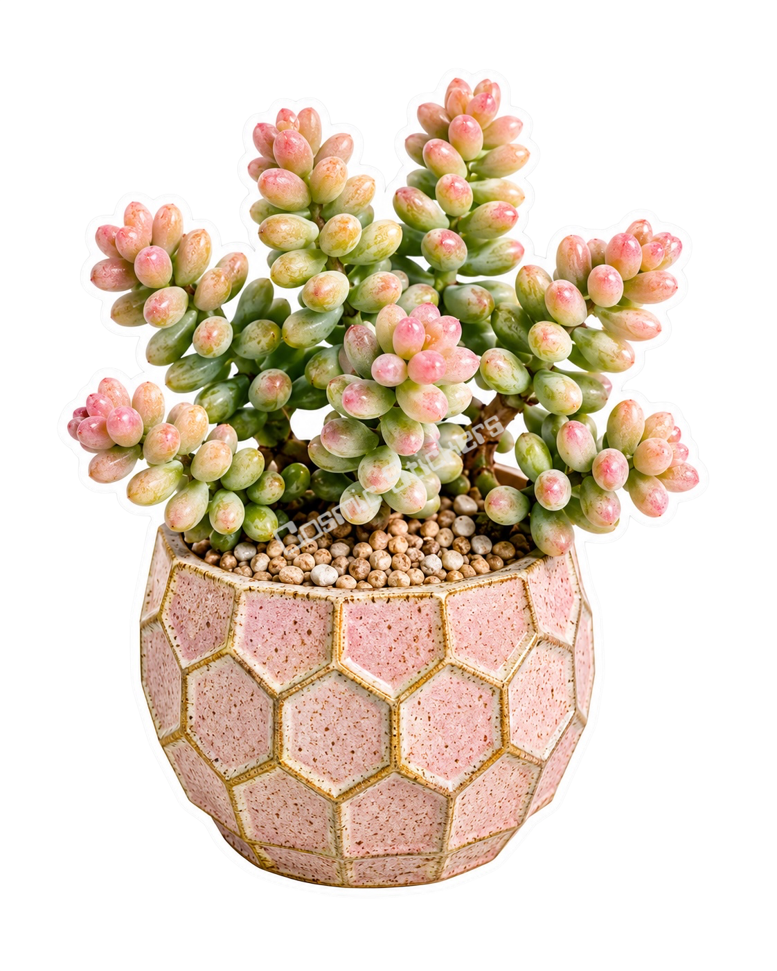 Cactus & Succulents #46
