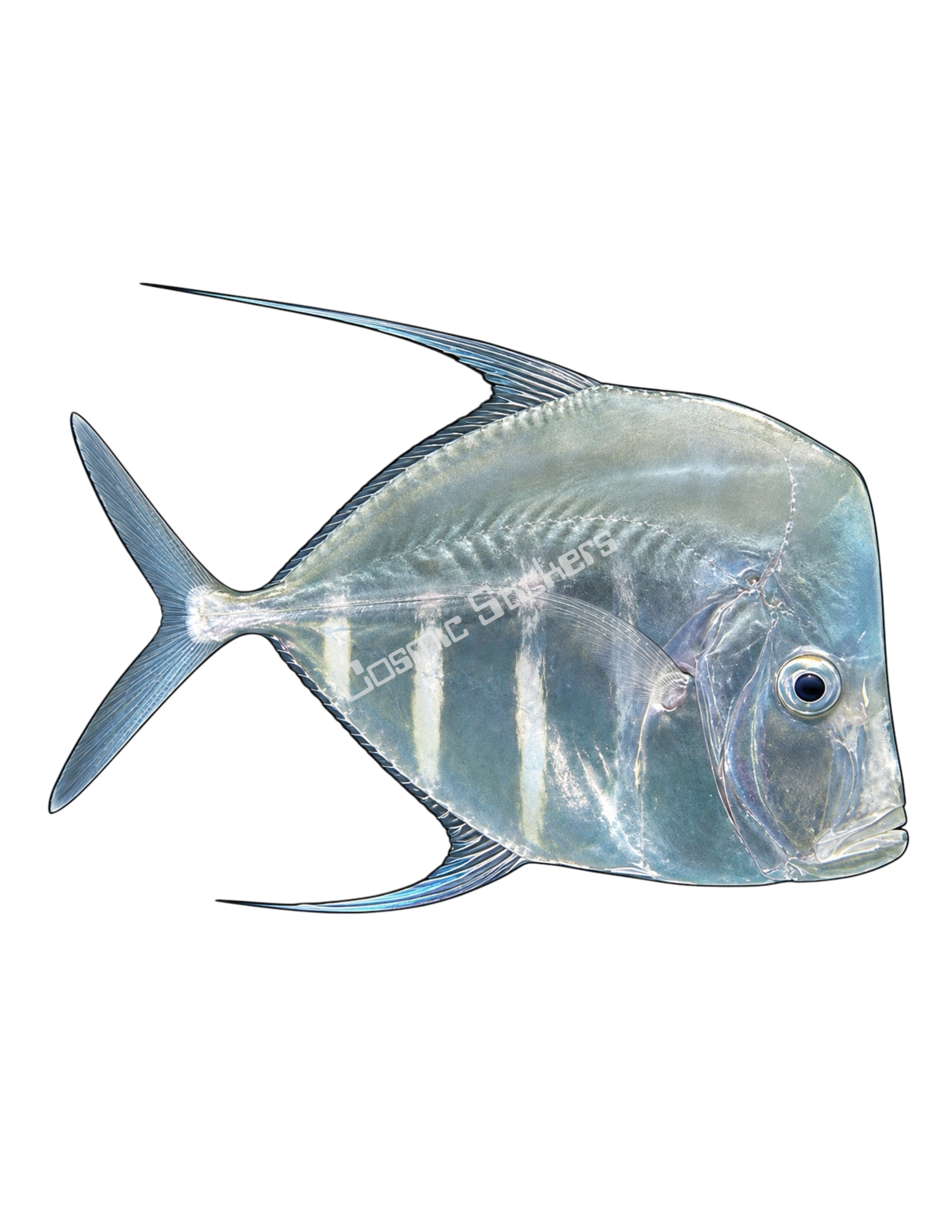 Aquarium Fish - Look Down Fish