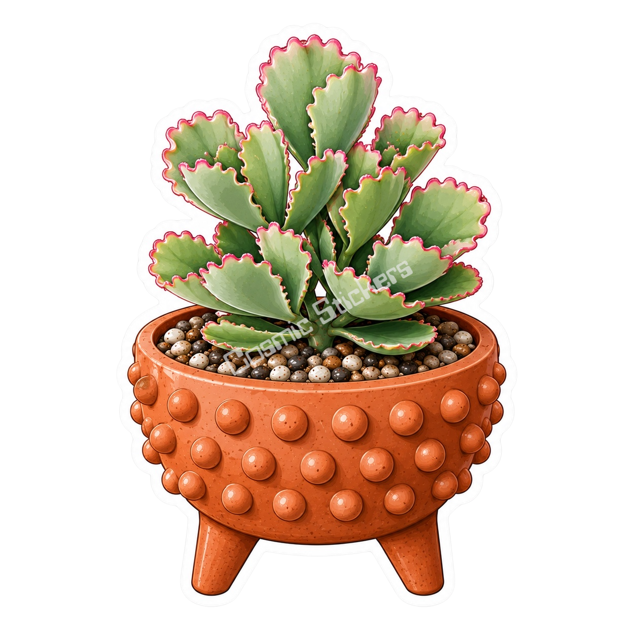 Cactus & Succulents #36