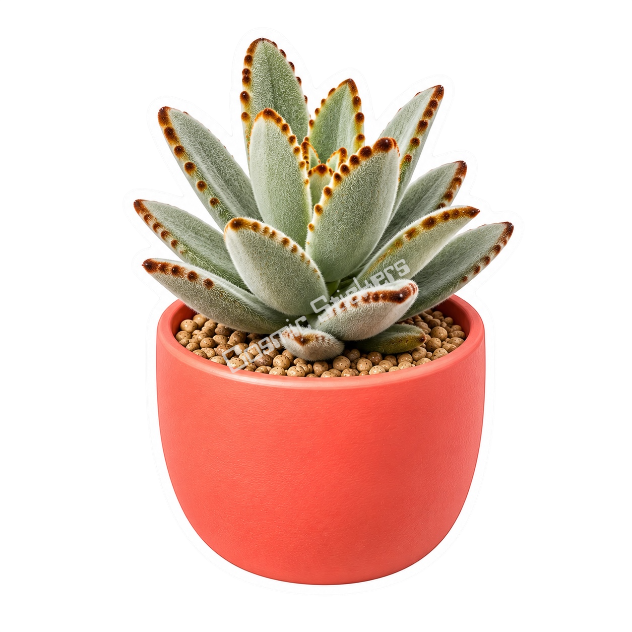 Cactus & Succulents #42